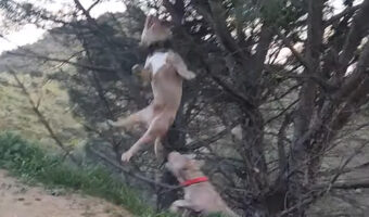 木の枝が気になるアメリカン・ブリーたち。ジャンプしてくわえようとしますが・・、そのチャレンジは難易度高め?【海外・動画】