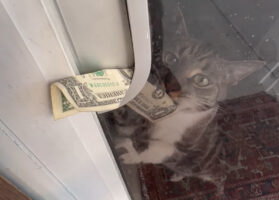 支払い方法がユニークな本屋。店外に並べられた本を棚から選んだら・・代金は看板猫が受け付けます！！【アメリカ・動画】