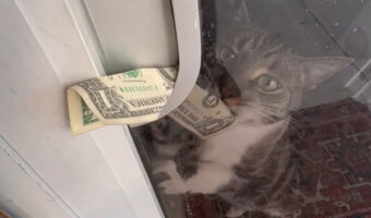 支払い方法がユニークな本屋。店外に並べられた本を棚から選んだら・・代金は看板猫が受け付けます！！【アメリカ・動画】