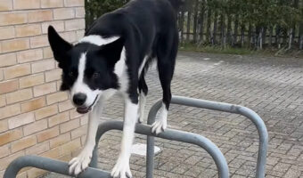 この犬パルクールできるの!道すがらにあった柵にぴょんと飛び乗った!!【海外・動画】
