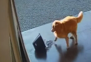 外に出してアピールが強すぎる！？ゴールデンレトリバーが注意をひこうとバケツの水をひっくり返しちゃいました！！【海外・動画】