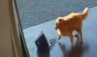 外に出してアピールが強すぎる！？ゴールデンレトリバーが注意をひこうとバケツの水をひっくり返しちゃいました！！【海外・動画】