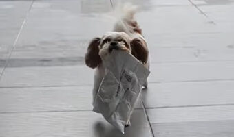 荷物を受け取った子犬。誇らしげに運んでくる姿がかわいい!【海外・動画】