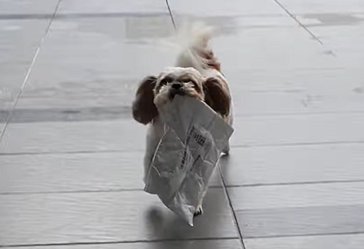 荷物を受け取った子犬。誇らしげに運んでくる姿がかわいい!【海外・動画】