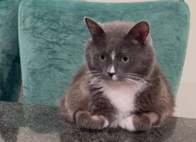 紳士な猫の佇まい。カウンターの椅子に座って飼い主さんがコーヒーを淹れるのを待つ姿がダンディすぎる【アメリカ・動画】