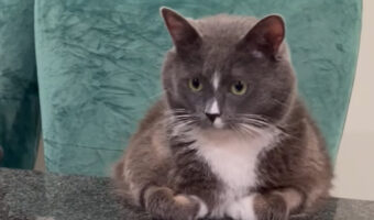 紳士な猫の佇まい。カウンターの椅子に座って飼い主さんがコーヒーを淹れるのを待つ姿がダンディすぎる【アメリカ・動画】