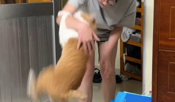猫とキャッチボールってそういうこと!?猫がボールのように飼い主さんの腕に弾いくとギュッと掴まります!!【海外・動画】