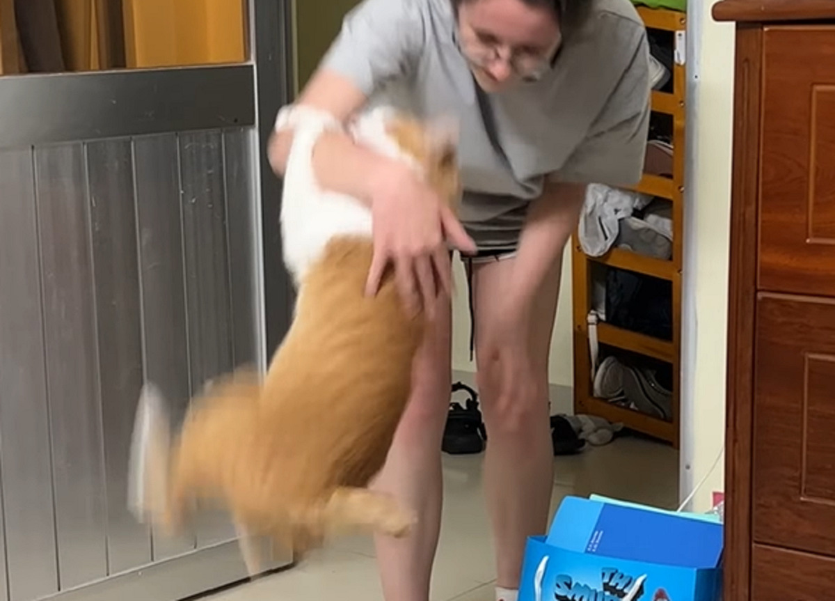 猫とキャッチボールってそういうこと!?猫がボールのように飼い主さんの腕に弾いくとギュッと掴まります!!【海外・動画】