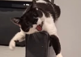 ソファの手すりで横になる猫。手をクネクネ回してあくびをする姿がかわいすぎる！！【海外・動画】