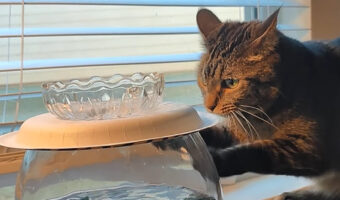 それは飲み水じゃないよ!猫は植木鉢を何度もひっかきますが・・中の水が飲みたいの??【アメリカ・動画】