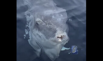 マンボウの食事風景にビックリ!クラゲをひと吸い!!【アメリカ・動画】