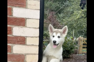 脱出を試みるマラミュート。いつも外に出ていて不思議だった子犬の脱出方法に飼い主さんビックリ！！