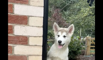 脱出を試みるマラミュート。いつも外に出ていて不思議だった子犬の脱出方法に飼い主さんビックリ!!