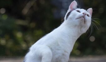 猫がすごい体勢だと話題に!「重心がどうなってる?」「コーナーを攻めるバイクレーサーみたい」
