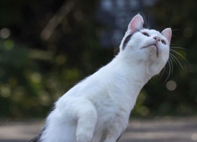 猫がすごい体勢だと話題に！「重心がどうなってる？」「コーナーを攻めるバイクレーサーみたい」