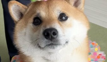「何もないけどめでたくされた」柴犬。その装いとキラキラな目がとてもかわいいと話題に!