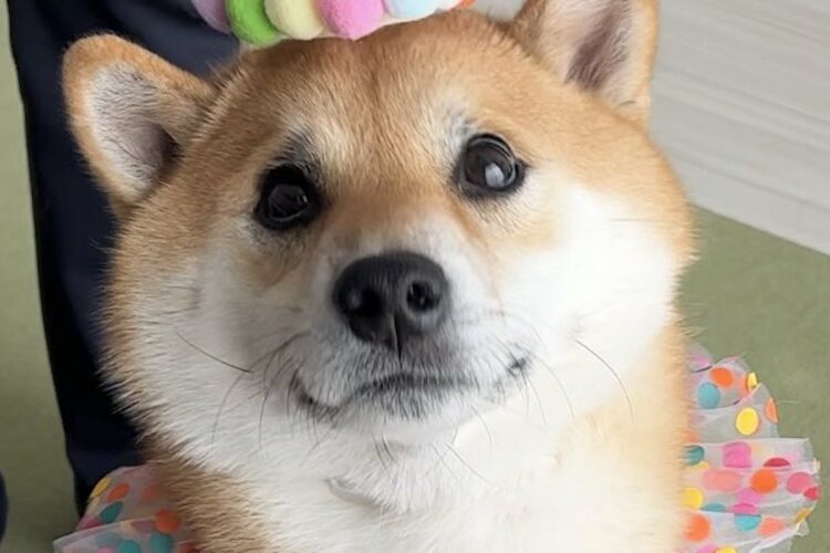「何もないけどめでたくされた」柴犬。その装いとキラキラな目がとてもかわいいと話題に！