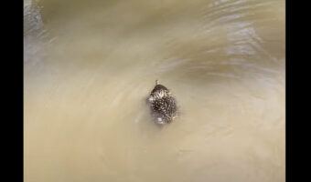 ハリモグラが川を泳いでいる！？お尻をフリフリしながら進む姿がかわいい【海外・動画】