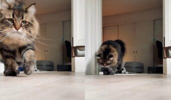 おもちゃを持ってくる、途中で落とす、持ち上げようとするも面倒になる・・・「ちゃんと猫やってる」一連の行動が面白い！