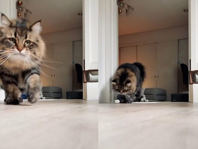 おもちゃを持ってくる、途中で落とす、持ち上げようとするも面倒になる・・・「ちゃんと猫やってる」一連の行動が面白い！