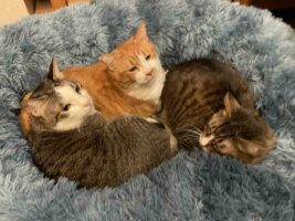 「猫団子のシーズンが開幕」ベッドで身を寄せ合うかわいい猫たち！！