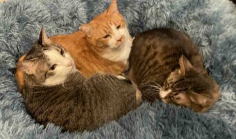 「猫団子のシーズンが開幕」ベッドで身を寄せ合うかわいい猫たち!!