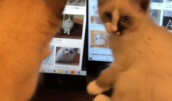 この子猫パソコンを使いこなしている！？猫の写真を熱心に漁る子猫の姿が話題に！「すごい！ 現代っ子ですね」
