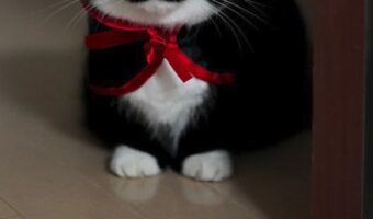 おそろしすぎる・・。ハロウィンでドラキュラの仮装をする猫が、怖いほどかわいいと話題に！！