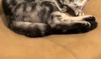 リモコンが無いなと思ったら・・。リモコンを枕に眠る猫の姿がかわいすぎた!!