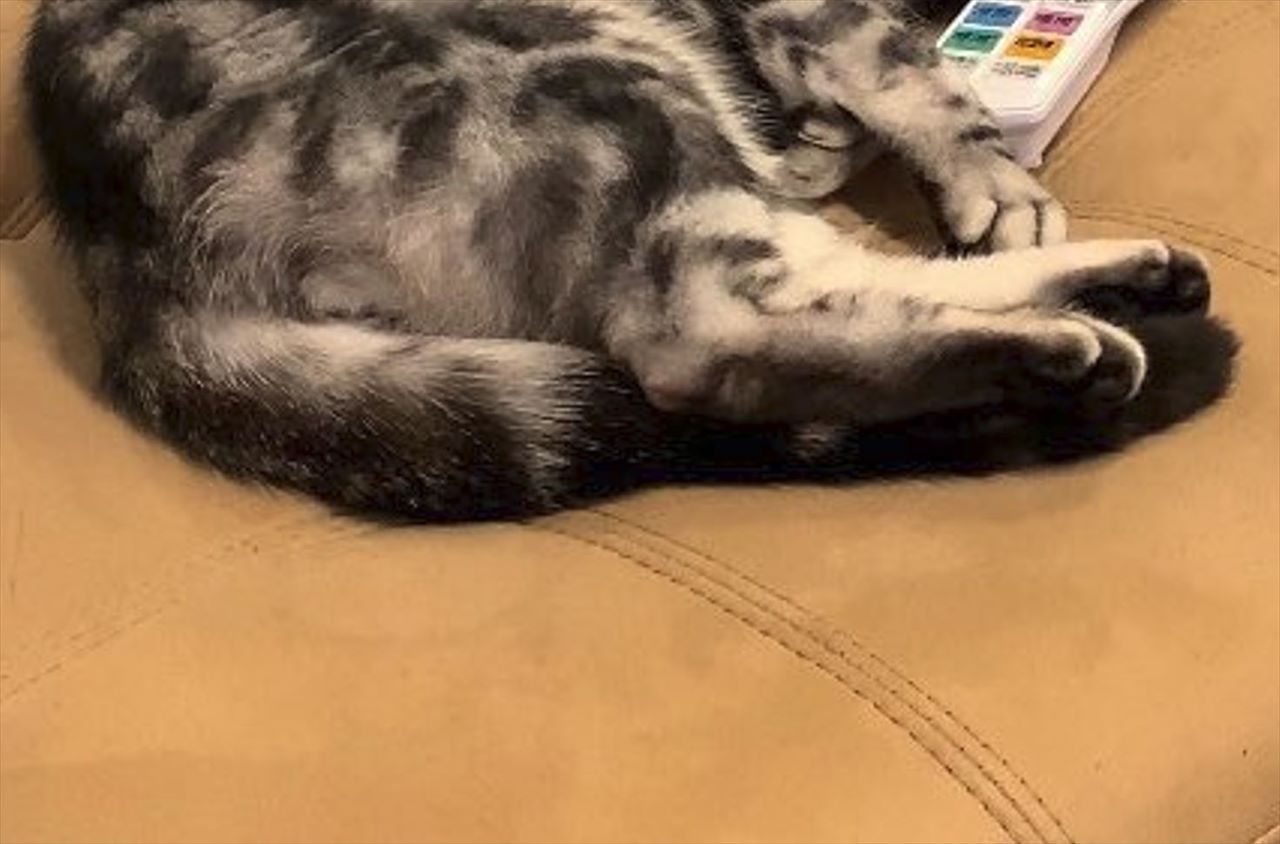 リモコンが無いなと思ったら・・。リモコンを枕に眠る猫の姿がかわいすぎた!!