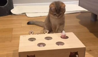 猫が自分でもぐら叩きゲームを操作し始めた!「出てきたもぐらを見つめる顔がかわいすぎる」
