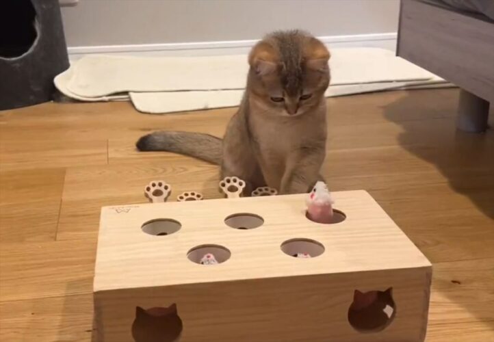 猫が自分でもぐら叩きゲームを操作し始めた！「出てきたもぐらを見つめる顔がかわいすぎる」
