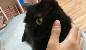 飼い主さんの手をぎゅ！黒猫がなでなでする手に抱きつく姿がかわいすぎると話題に！