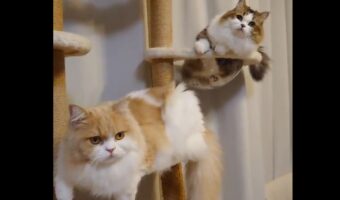 息がぴったりの愛猫たちが可愛らしいと話題に！「そろってお辞儀しているみたい」