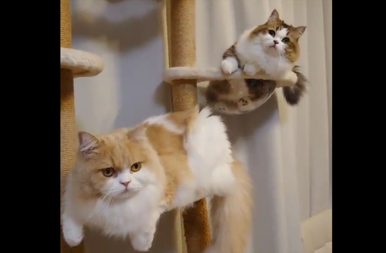 息がぴったりの愛猫たちが可愛らしいと話題に!「そろってお辞儀しているみたい」