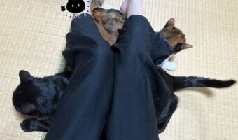 膝の下は大人気!?膝を立てていると猫が入れ食い状態で入ってきてハッピーになる!だけど代償も・・・