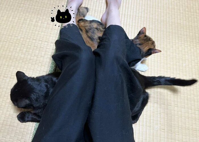膝の下は大人気！？膝を立てていると猫が入れ食い状態で入ってきてハッピーになる！だけど代償も・・・