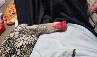 甘えんぼうのニワトリ。飼い主さんにくっついてダラダラする姿がかわいすぎると話題に！