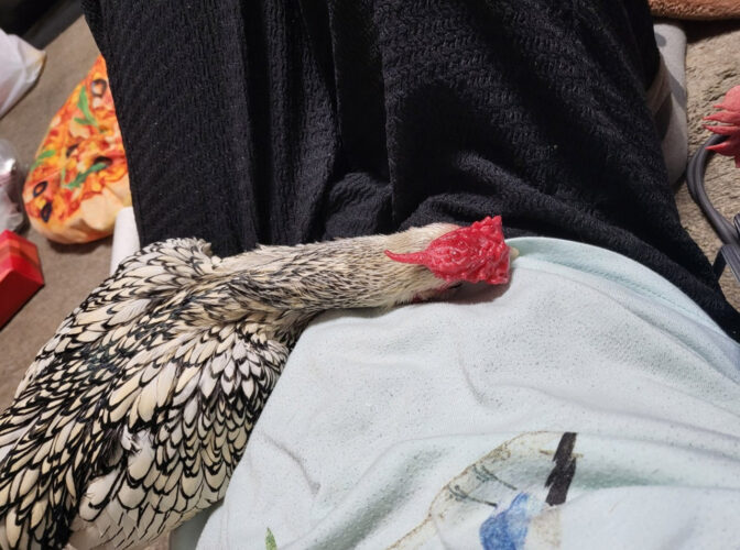 甘えんぼうのニワトリ。飼い主さんにくっついてダラダラする姿がかわいすぎると話題に！