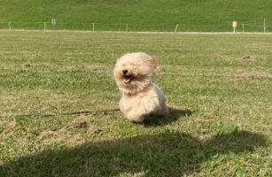 全力疾走すると雪だるまになっちゃう！？楽しそうに駆け回る姿がかわいすぎると話題に