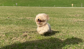 全力疾走すると雪だるまになっちゃう！？楽しそうに駆け回る姿がかわいすぎると話題に