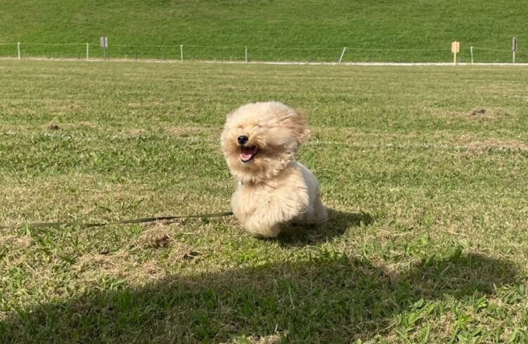 全力疾走すると雪だるまになっちゃう！？楽しそうに駆け回る姿がかわいすぎると話題に