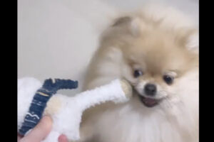 「あんなに一緒だったのに」飼い主さんとオモチャで遊んでいたポメラニアン。ところがパパさんが帰宅した直後・・