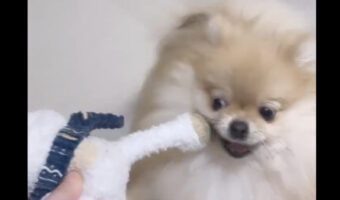 「あんなに一緒だったのに」飼い主さんとオモチャで遊んでいたポメラニアン。ところがパパさんが帰宅した直後・・