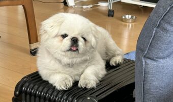 かまってほしいペキニーズ。テレワーク中のパパさんと遊びたくて見せたアピールが賢いしかわいい!!