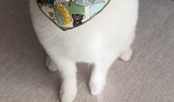 トリミングで雪見だいふくみたいになって帰ってきた犬が可愛すぎる！