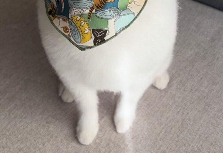 トリミングで雪見だいふくみたいになって帰ってきた犬が可愛すぎる！