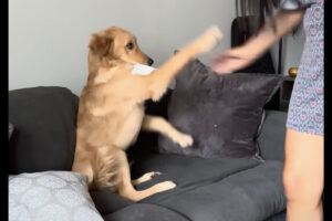 放す気はないみたい！子犬はしっかりくわえて取り上げられそうになると拒否します！！【アメリカ・動画】