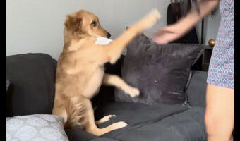 放す気はないみたい!子犬はしっかりくわえて取り上げられそうになると拒否します!!【アメリカ・動画】