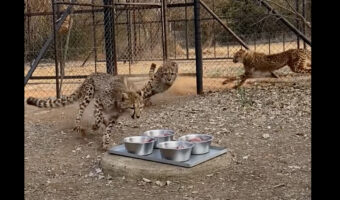 トップスピードで走ってきたチーターたち。お肉の盛られたボウルに向かって突進!!【海外・動画】